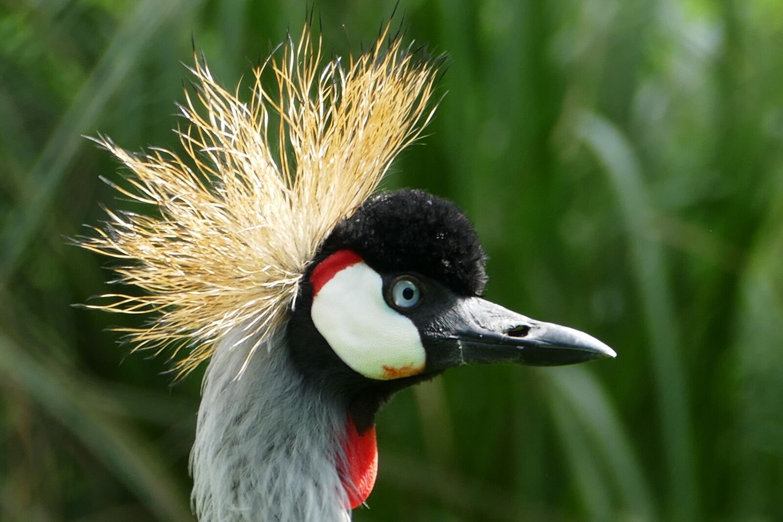 Panasonic Lumix DMC-FZ1000 sample photo. Grey crowned crane, bird photography