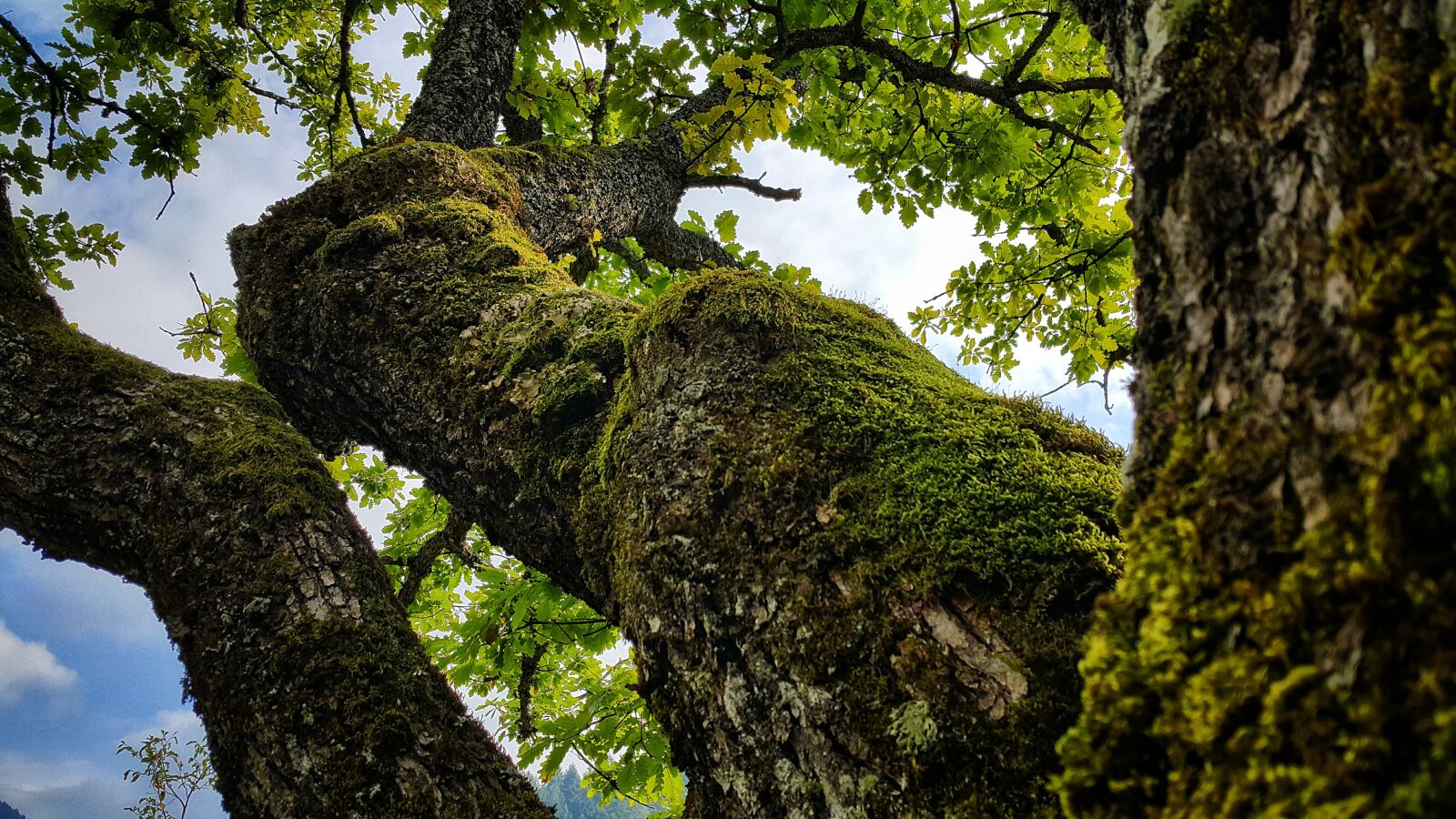 Samsung Galaxy Note4 sample photo. Oak tree, nature, bosnia photography