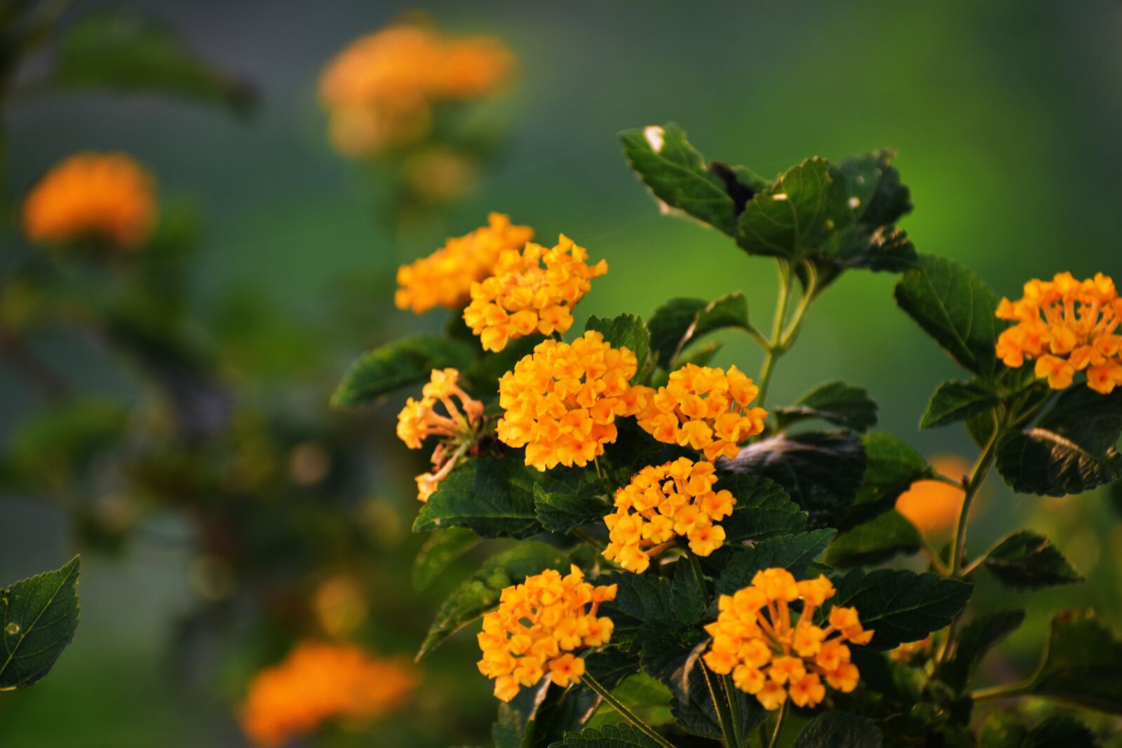 Nikon D5600 sample photo. Yellow flowers, wildflowers, yellow photography