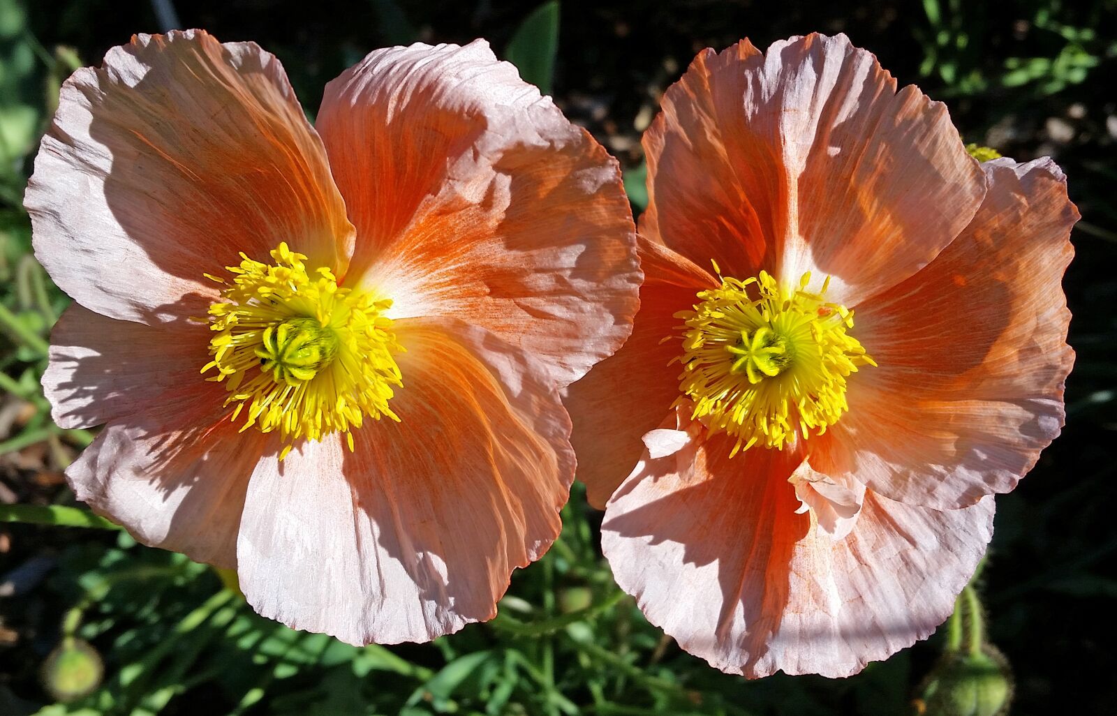 Samsung Galaxy S5 sample photo. Poppies, flowers, garden photography