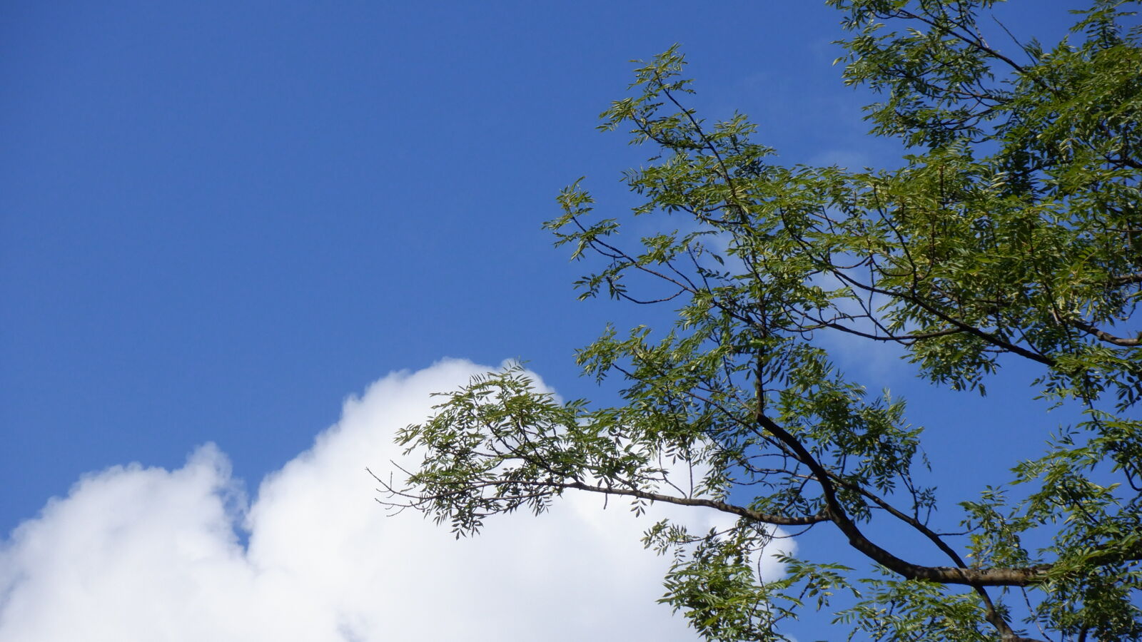Fujifilm FinePix XP140 sample photo. Leafs and sky photography