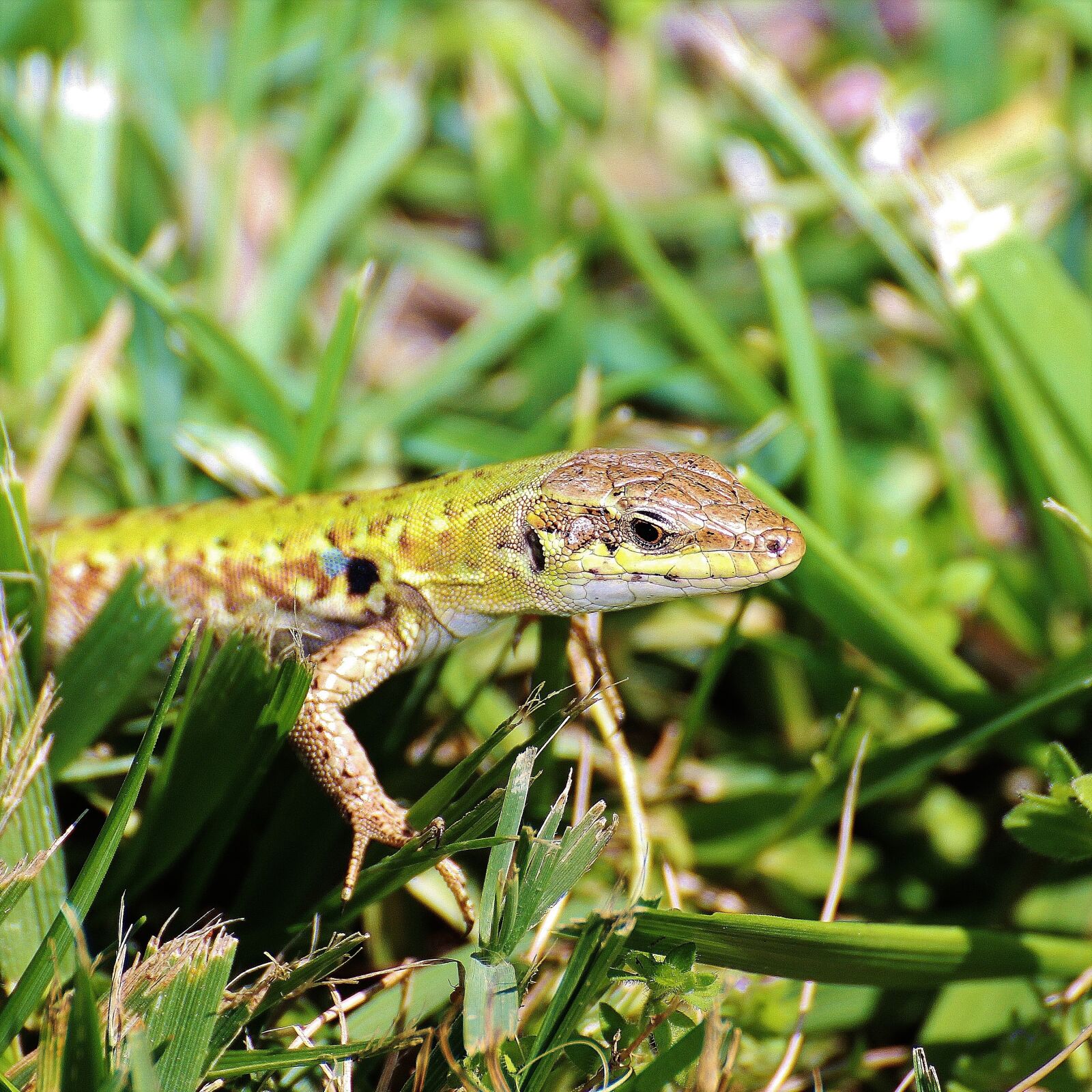 Canon EOS 60D sample photo. Lizard, reptile, animal photography