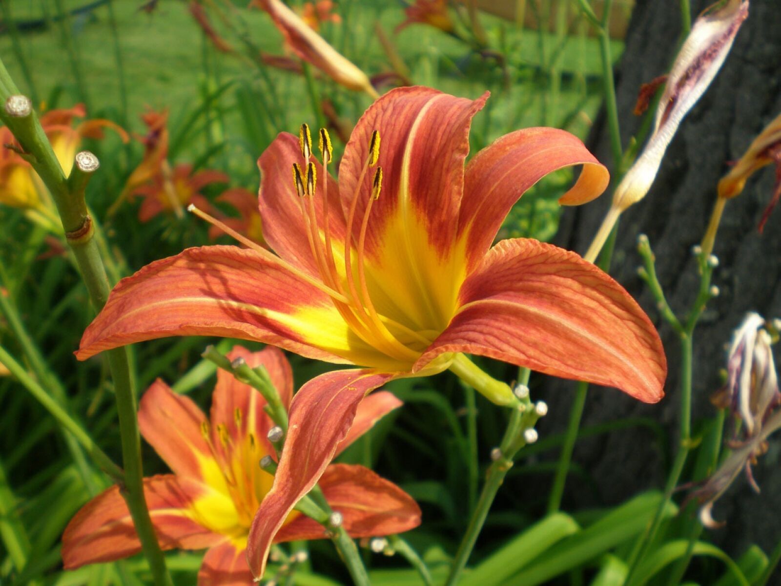 Olympus FE230/X790 sample photo. Lily, bloom, blossom photography