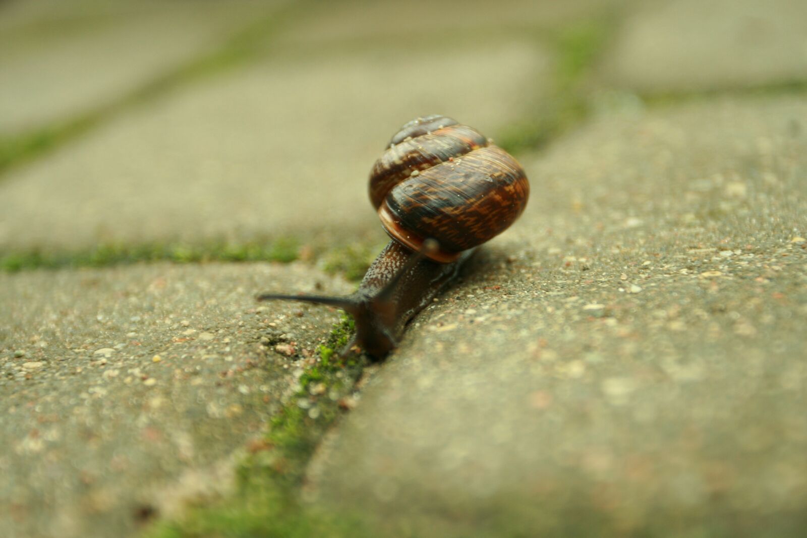 Canon EOS 400D (EOS Digital Rebel XTi / EOS Kiss Digital X) sample photo. Cochlea, house, a photography
