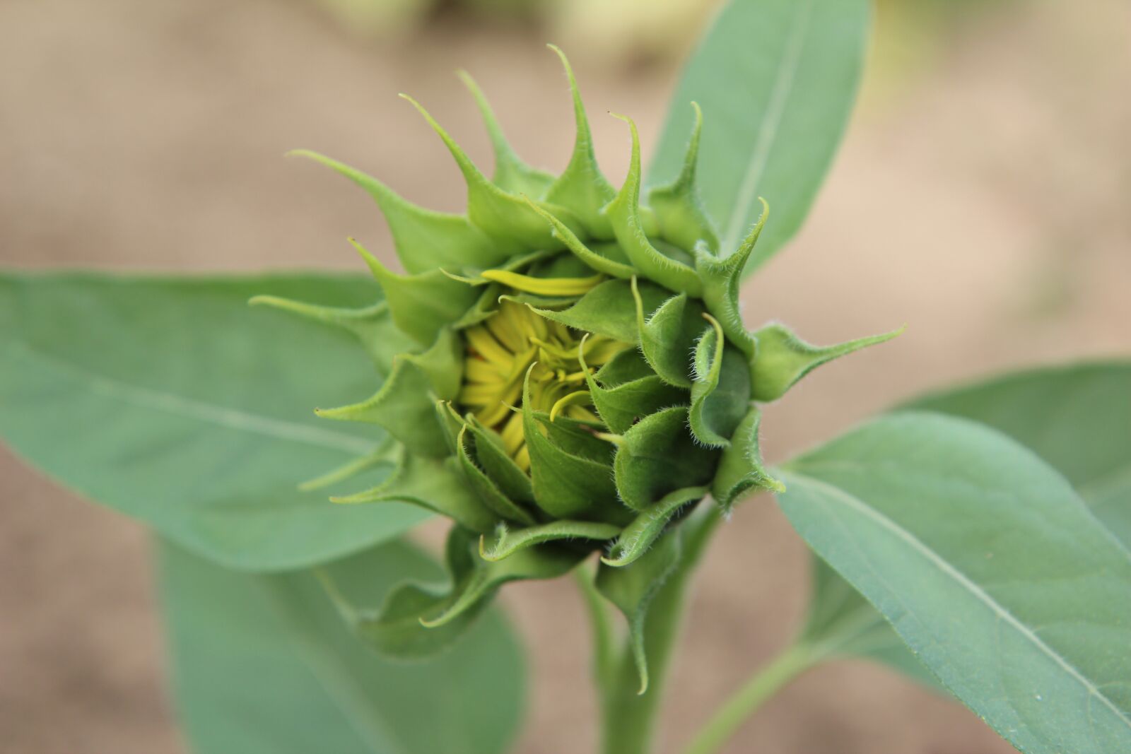 Canon EOS 600D (Rebel EOS T3i / EOS Kiss X5) sample photo. Sunflower button, sunflower, flower photography