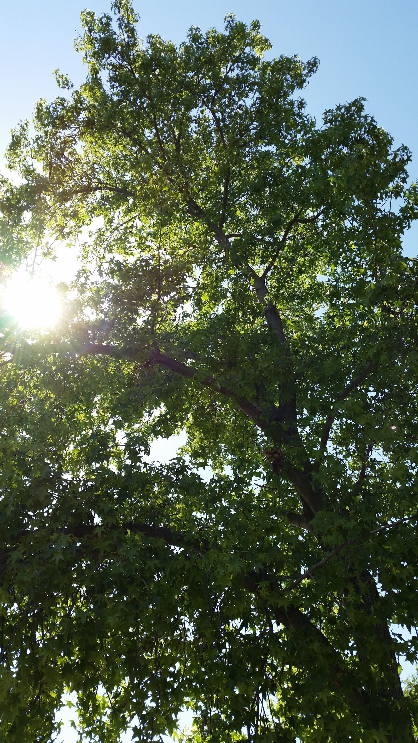 Samsung Galaxy S5 sample photo. Sun, tree, sunlight photography