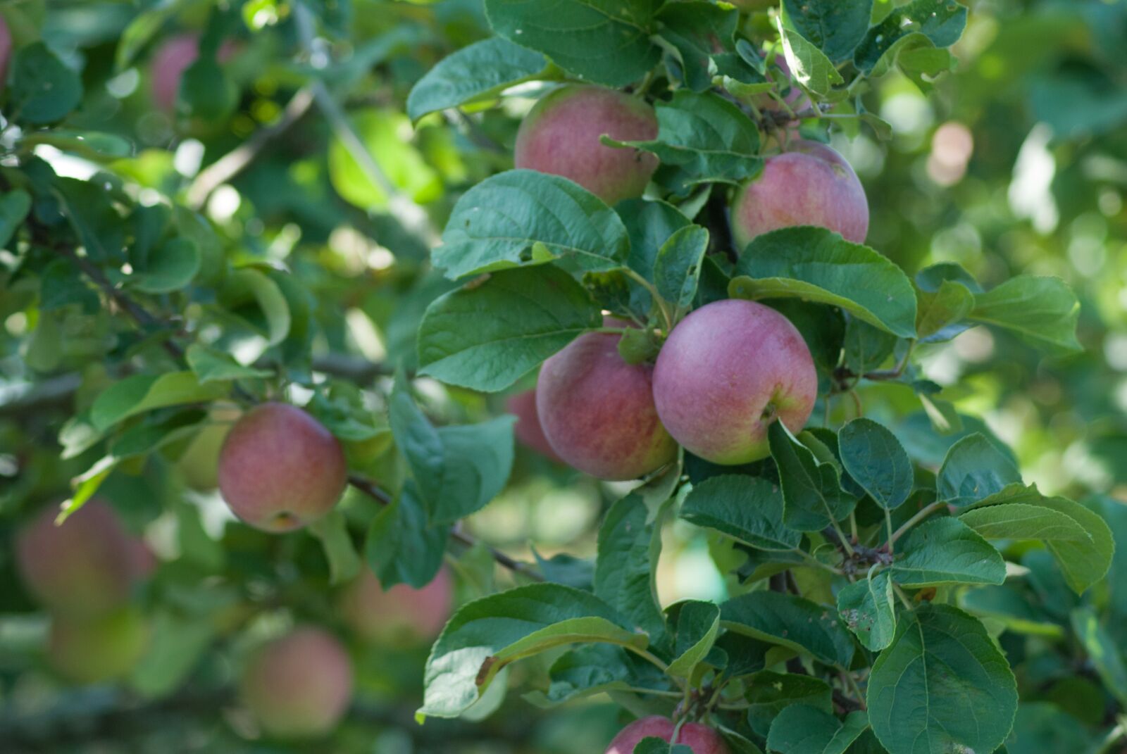 Nikon D3000 sample photo. Apples, dacha, summer photography