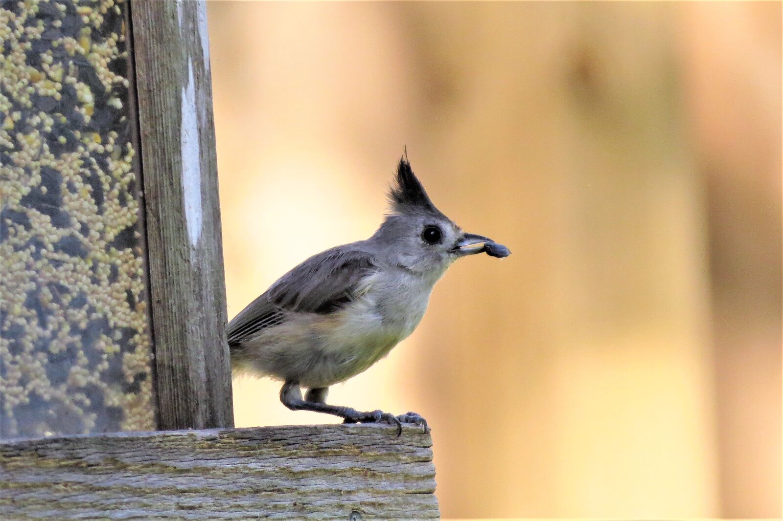 Canon PowerShot SX50 HS sample photo. Bird, wild, nature photography
