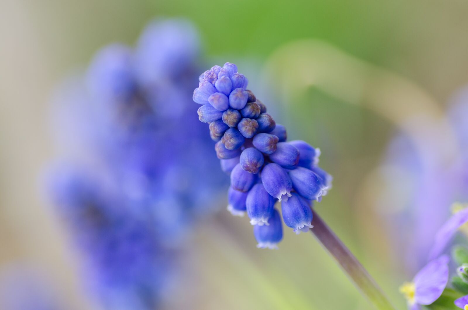 Nikon D5100 sample photo. Spring, nature, flower photography