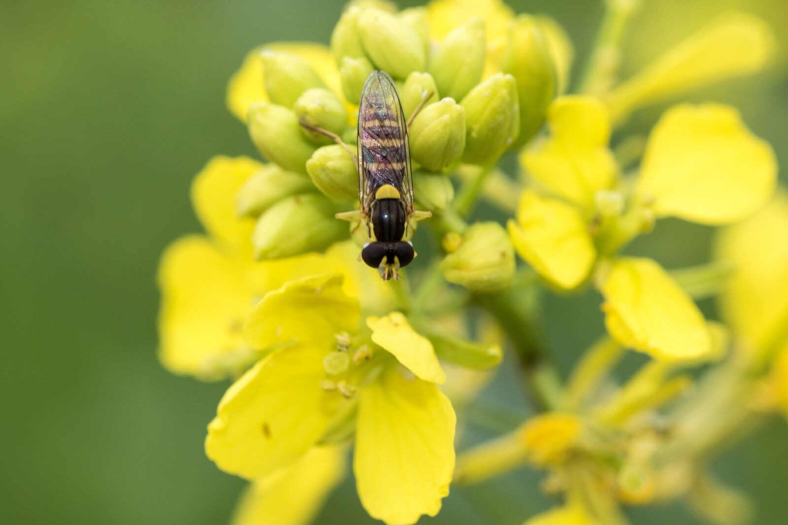 Canon EOS 7D Mark II sample photo. Hover fly, macro, mimicry photography