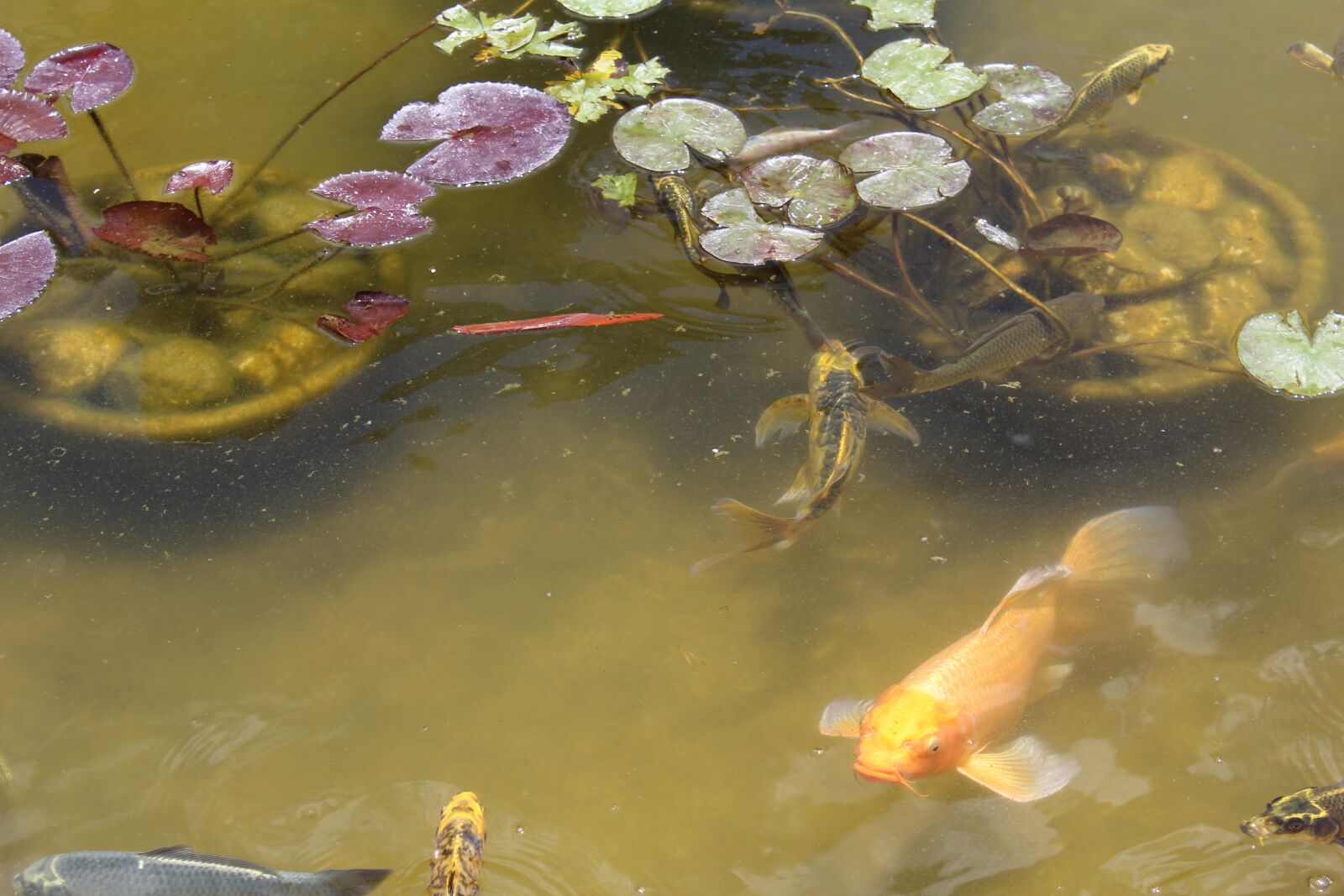 Canon EOS 1200D (EOS Rebel T5 / EOS Kiss X70 / EOS Hi) sample photo. Fish, tank, aquarium photography