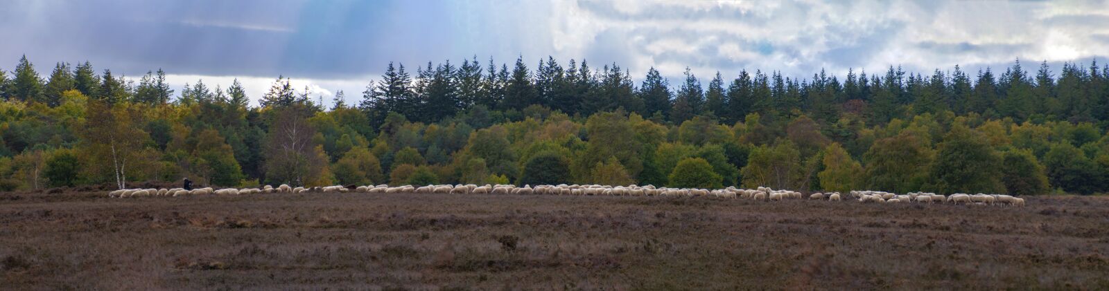 Nikon D5000 sample photo. Sheep, autumn, fall colors photography
