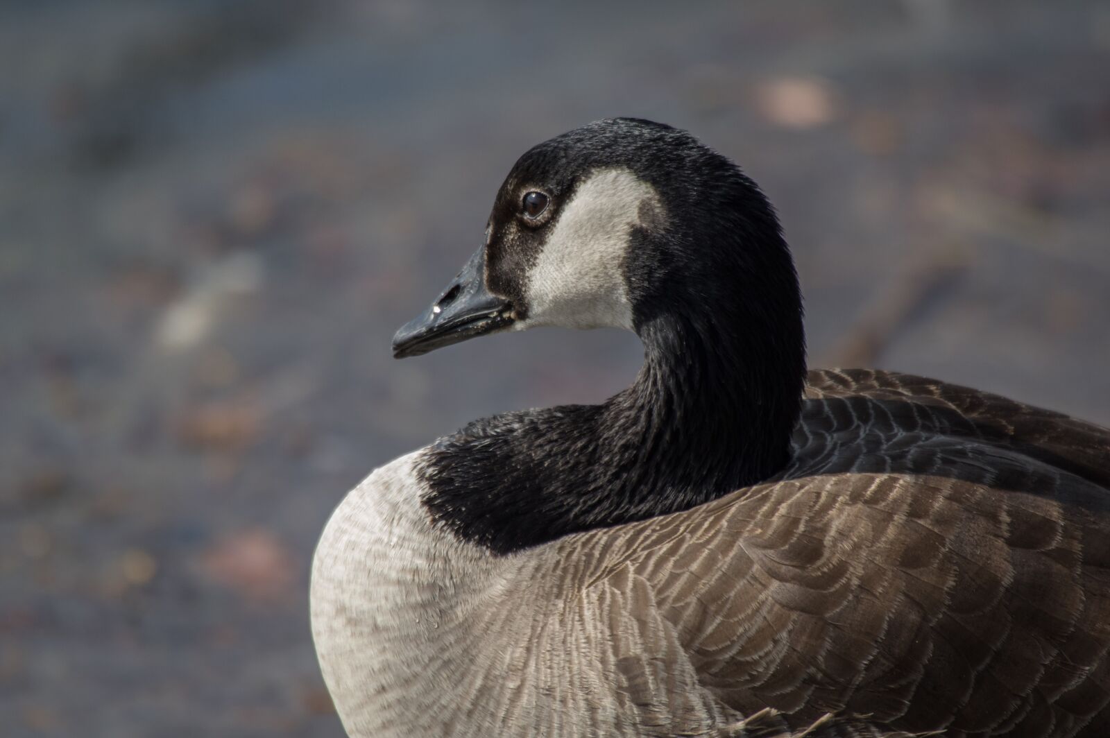 Pentax K-3 sample photo. Bird, wild goose, animal photography
