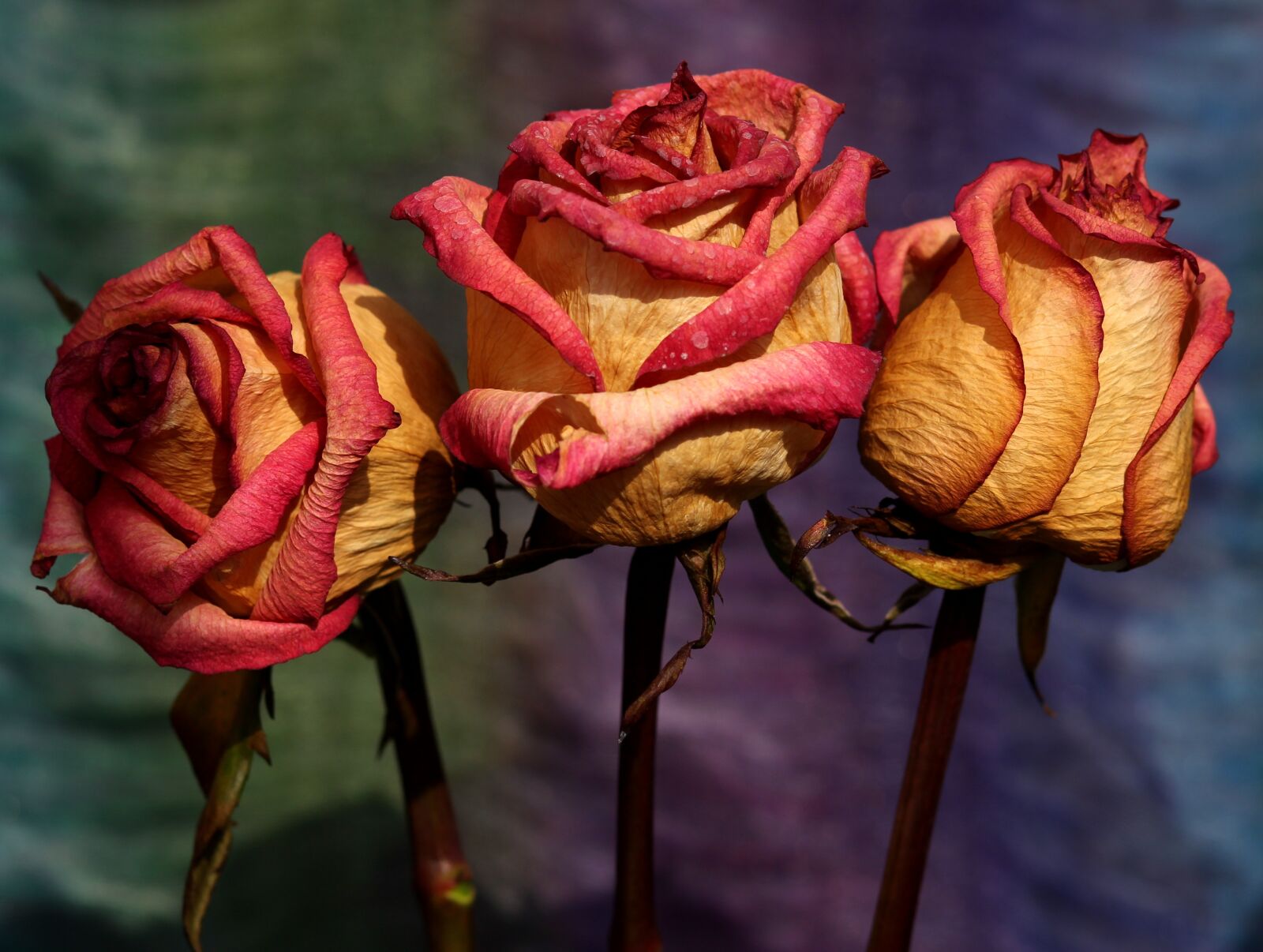 Canon EOS 700D (EOS Rebel T5i / EOS Kiss X7i) + Canon EF 85mm F1.8 USM sample photo. Rose, red, yellow photography