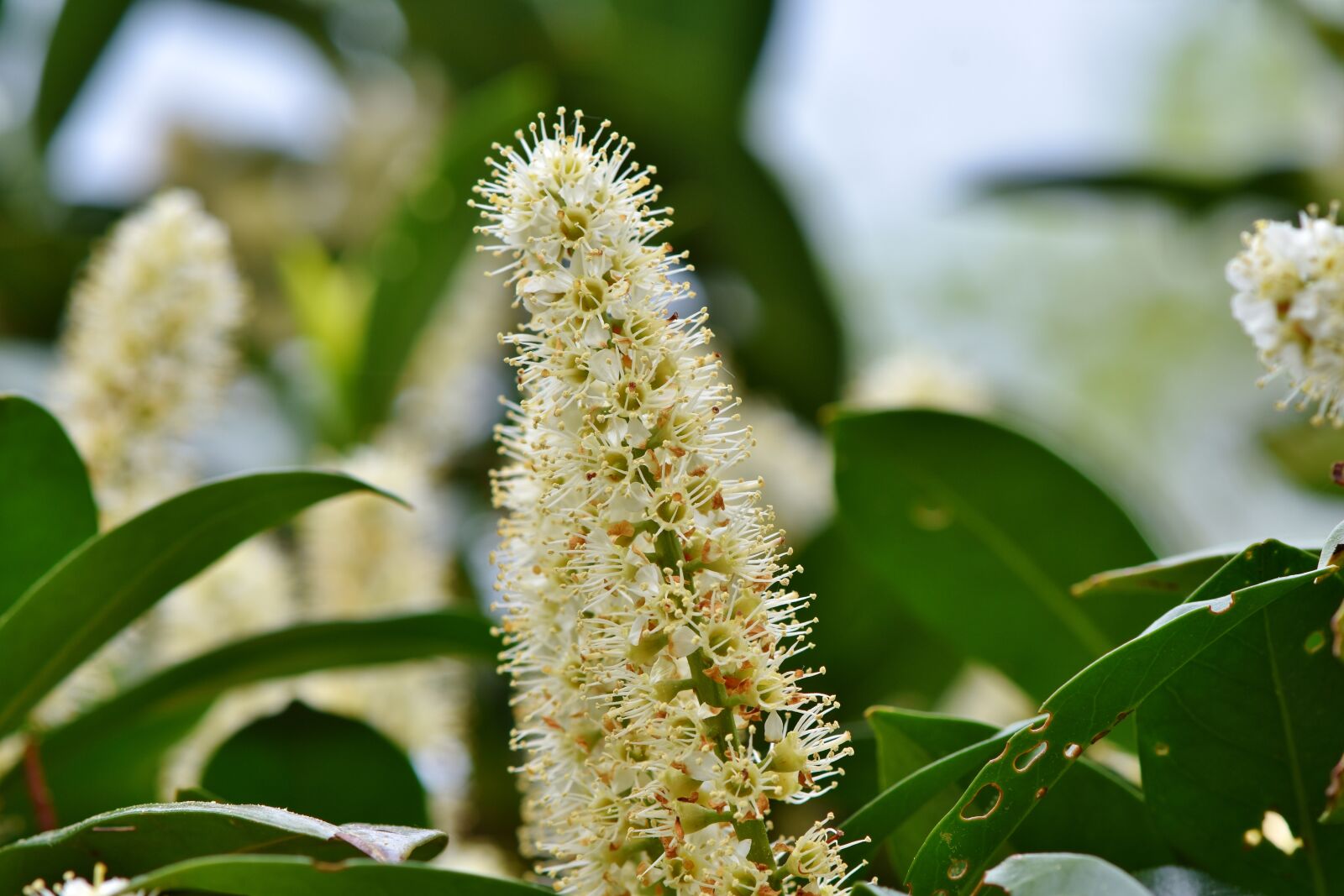 Nikon D7200 sample photo. Cherry laurel, prunus laurocerasus photography