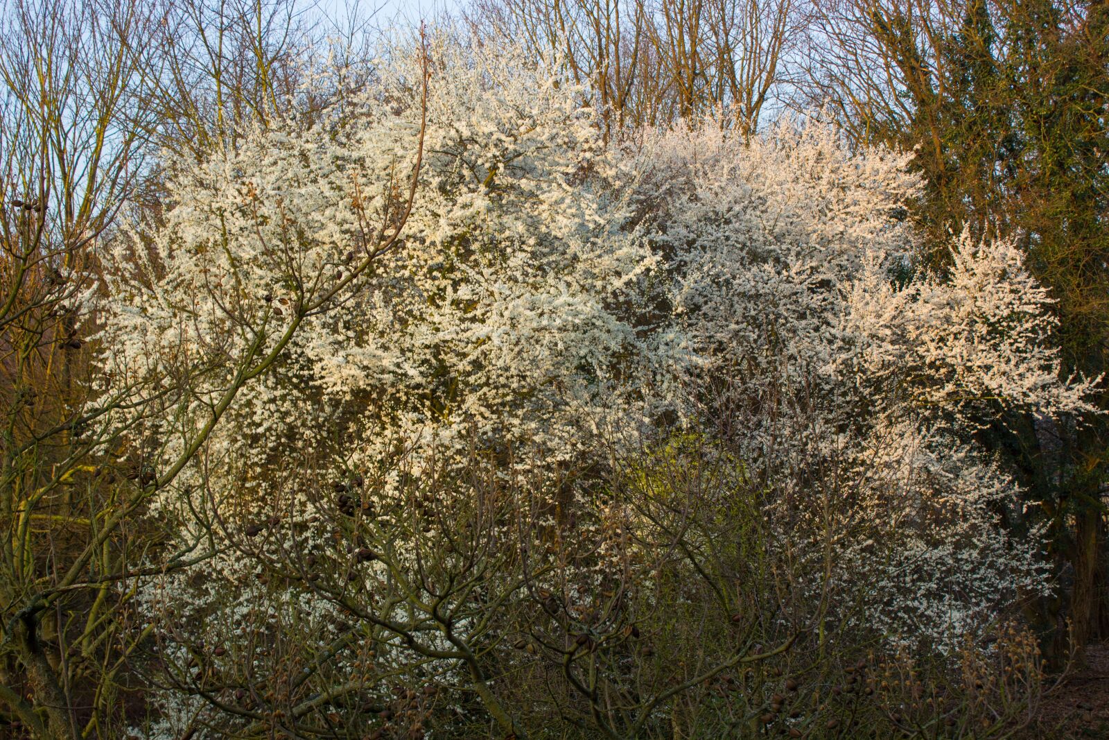 Canon EOS 600D (Rebel EOS T3i / EOS Kiss X5) sample photo. Blossom, spring, flowers photography