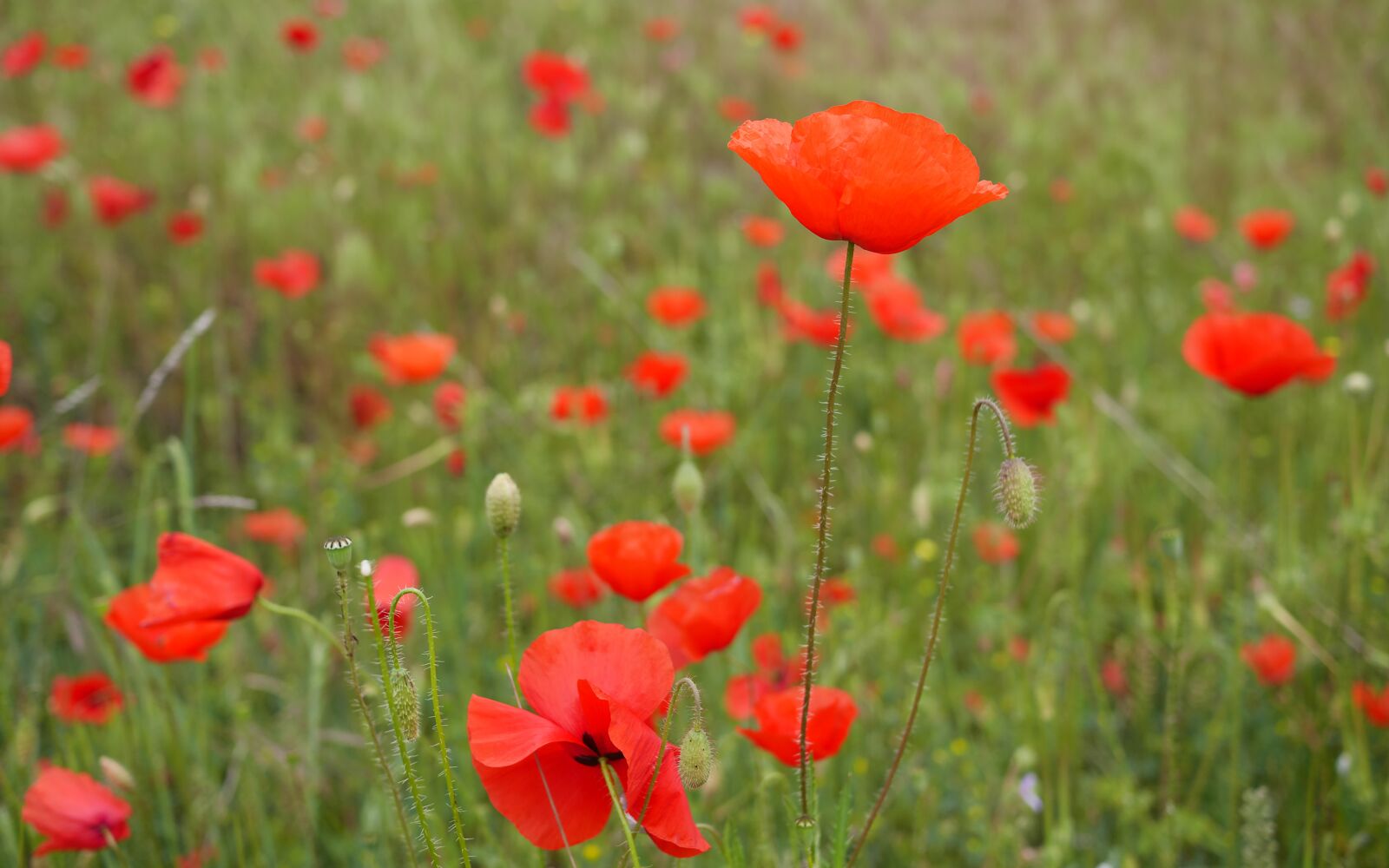Panasonic Lumix DMC-GX7 sample photo. Nature, flowers, poppies photography