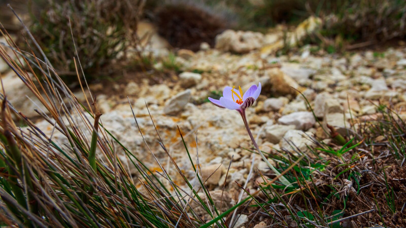 Canon EOS 650D (EOS Rebel T4i / EOS Kiss X6i) sample photo. Spring, small flower, mountains photography