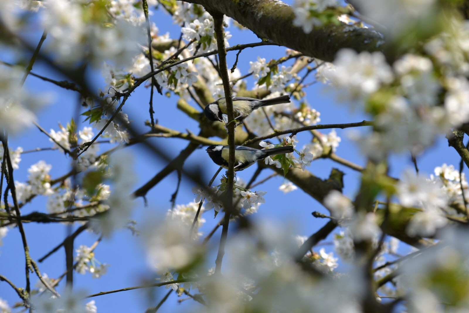 Nikon D3100 sample photo. Bird, tree, cherry wood photography