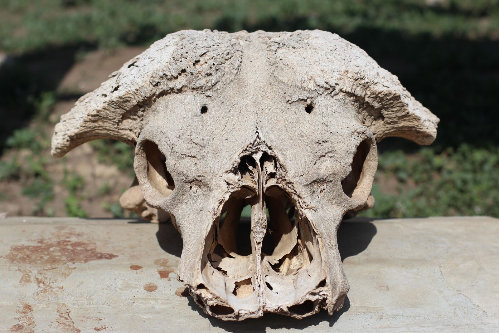 Canon EOS 600D (Rebel EOS T3i / EOS Kiss X5) + Canon EF 50mm F1.4 USM sample photo. Skull, bone, head photography