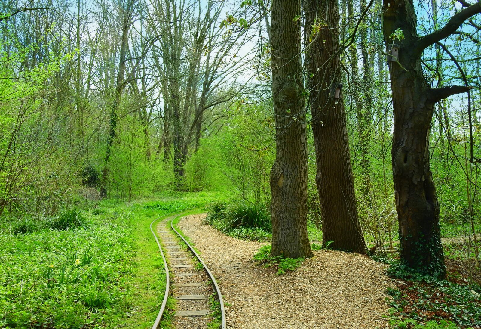 Nikon Coolpix P900 sample photo. Park, path, railtrack photography