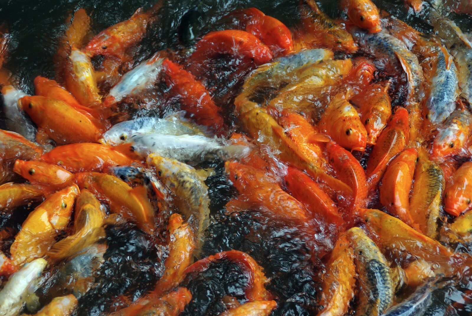 Pentax K200D sample photo. Fish, food, carp photography