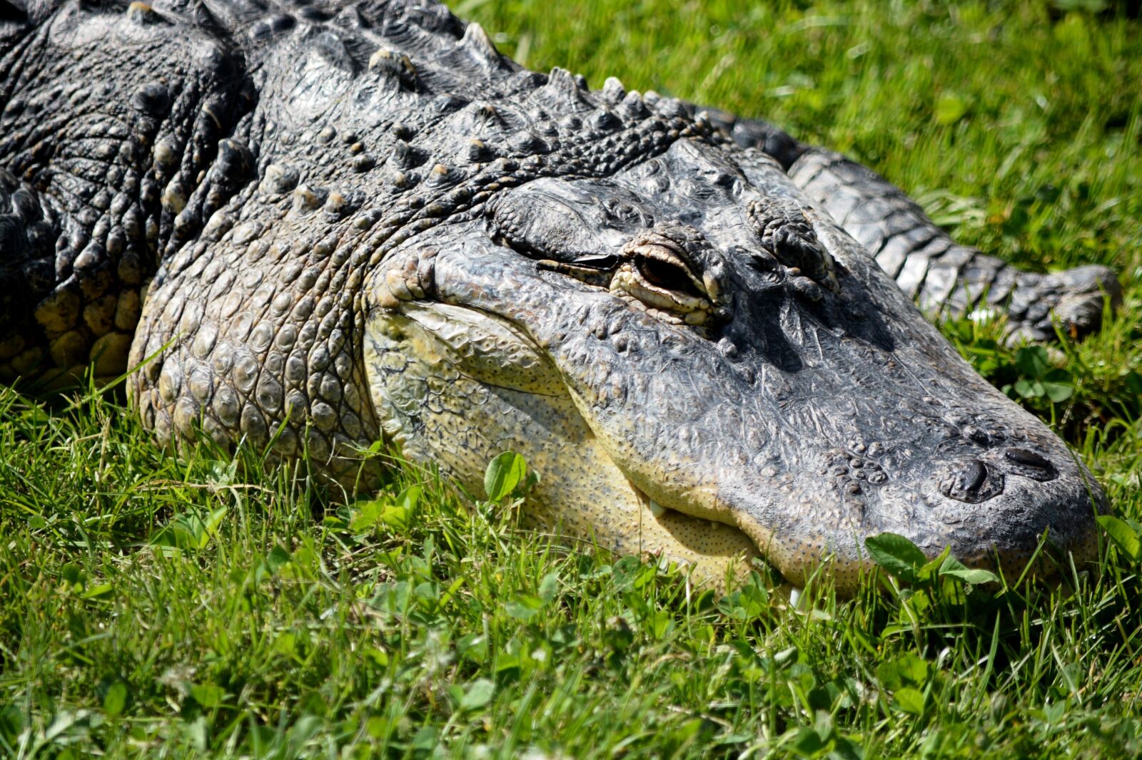 Nikon D7100 sample photo. Crocodile, alligator, zoo photography