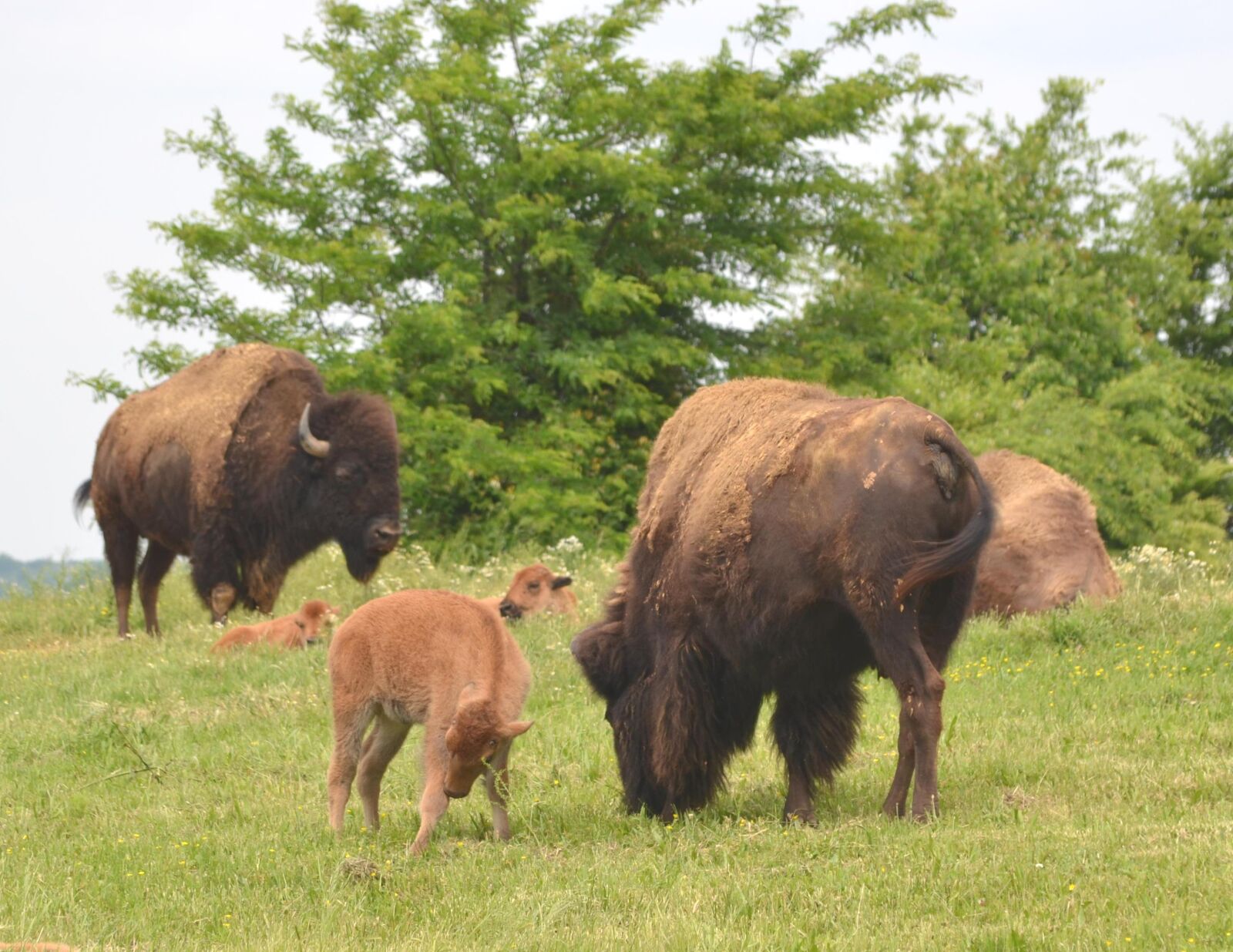 Nikon D3100 sample photo. Buffalo, animal, bison photography