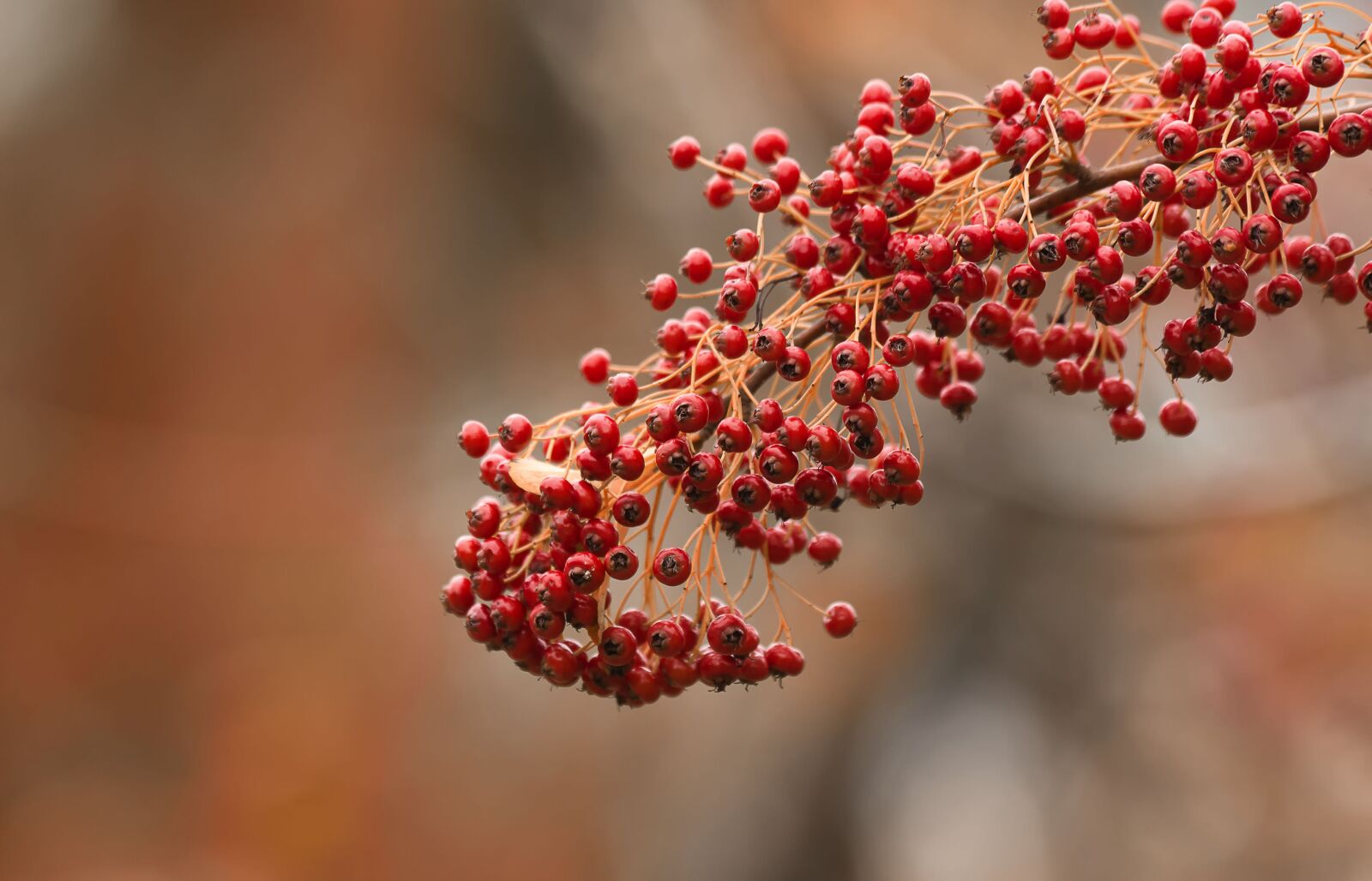 Canon EOS 650D (EOS Rebel T4i / EOS Kiss X6i) sample photo. Flowers, winters, colors photography