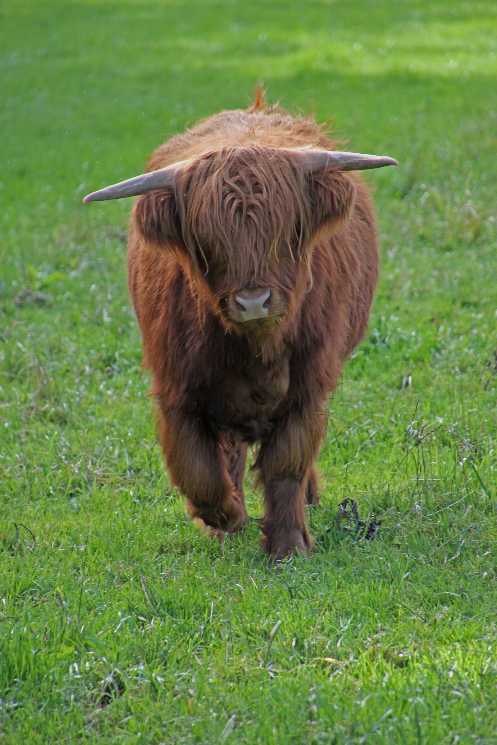 Canon EOS 60D sample photo. Beef, highland beef, agriculture photography
