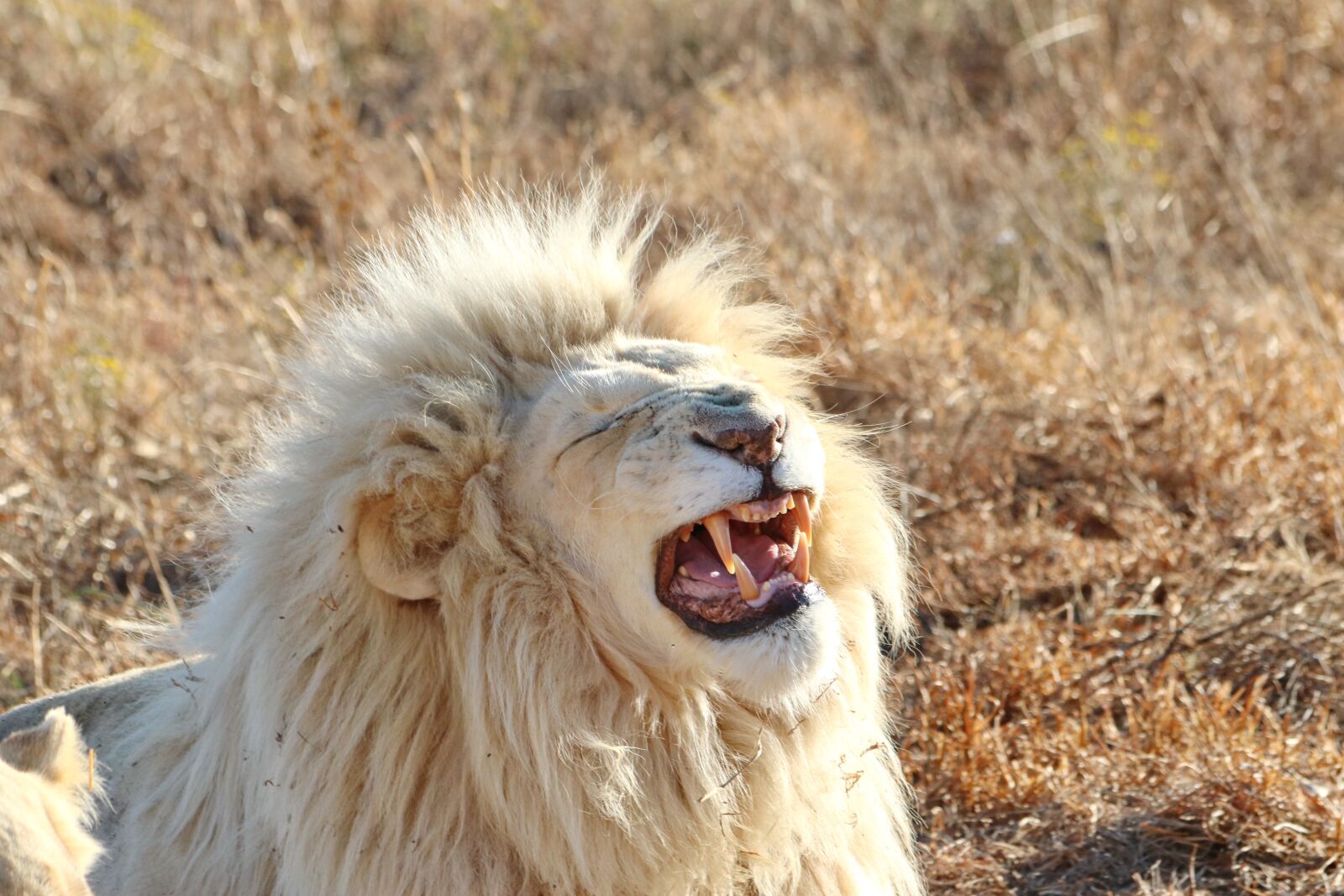 Canon EOS 760D (EOS Rebel T6s / EOS 8000D) sample photo. White lion, white, lion photography