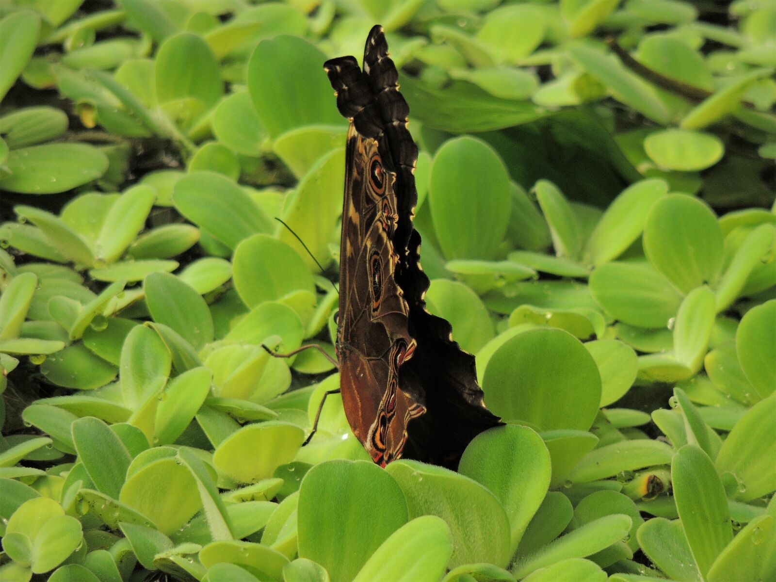 Nikon Coolpix P510 sample photo. Butterfly, letter, green photography