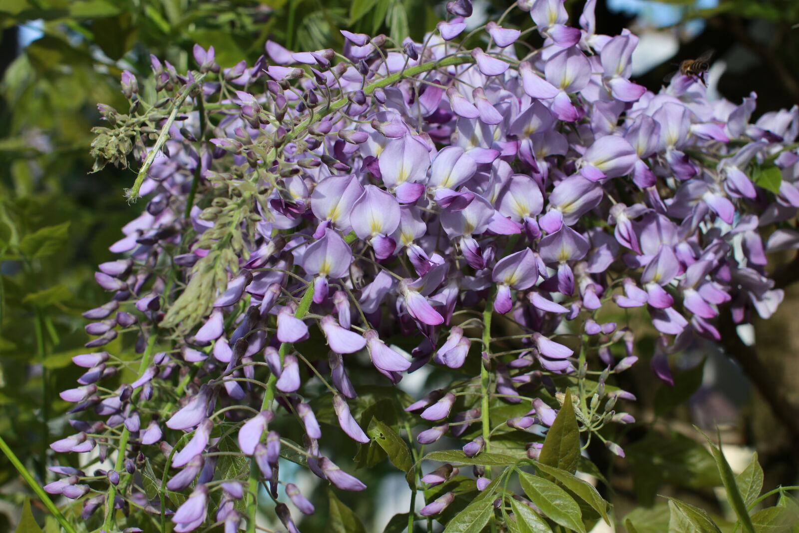 Canon EOS 80D sample photo. Flower, plant, nature photography