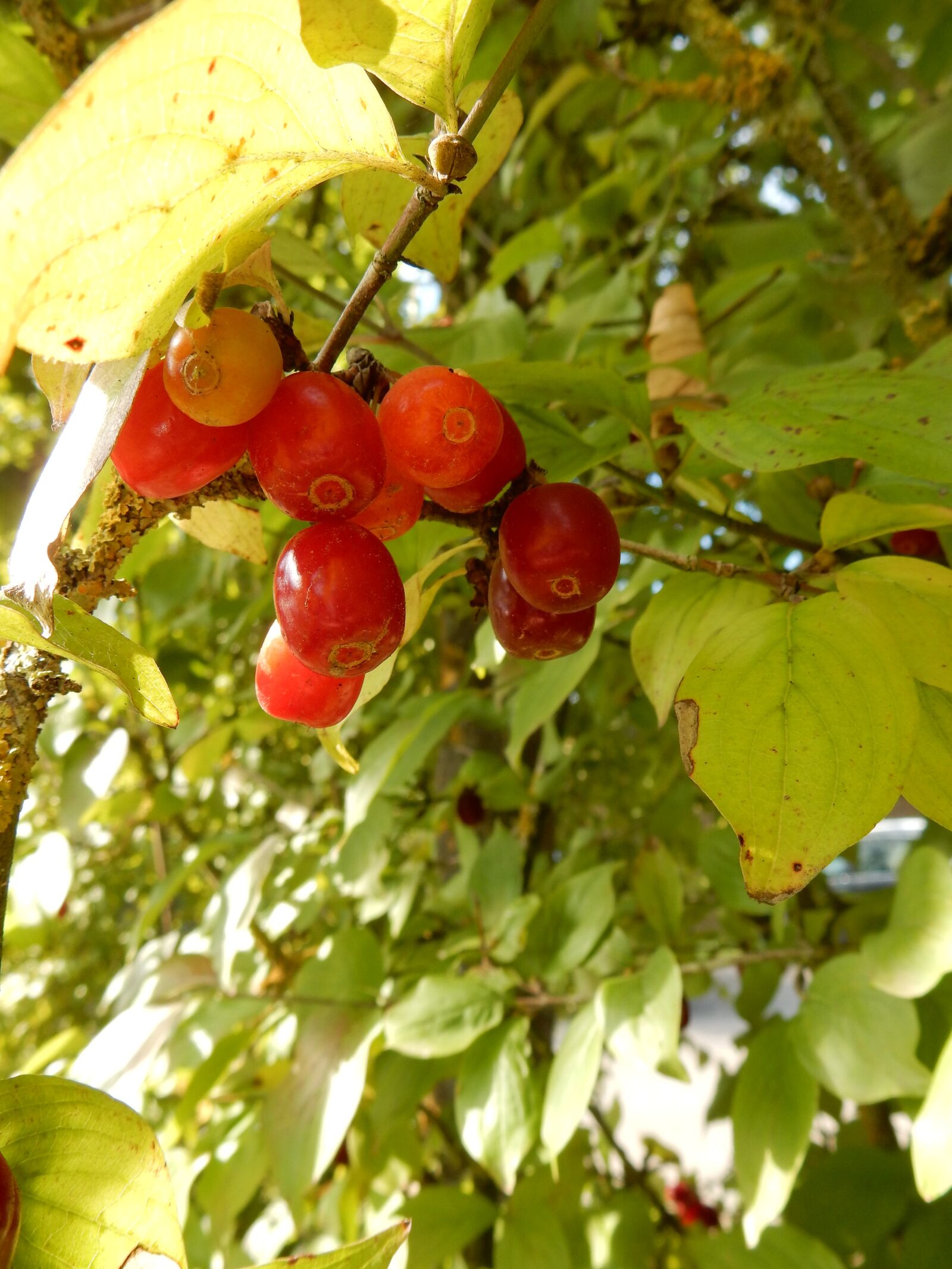 Nikon Coolpix S9900 sample photo. Red, green, fruits photography