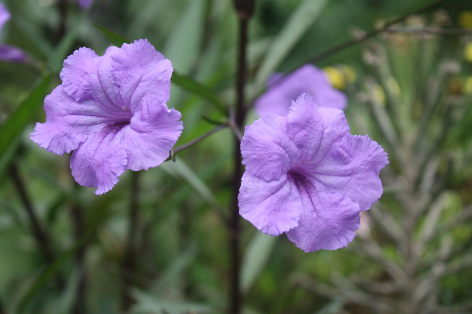 Canon EOS 1000D (EOS Digital Rebel XS / EOS Kiss F) + Canon EF-S 18-55mm F3.5-5.6 IS sample photo. Flowers, purple, flowers, symmetric photography