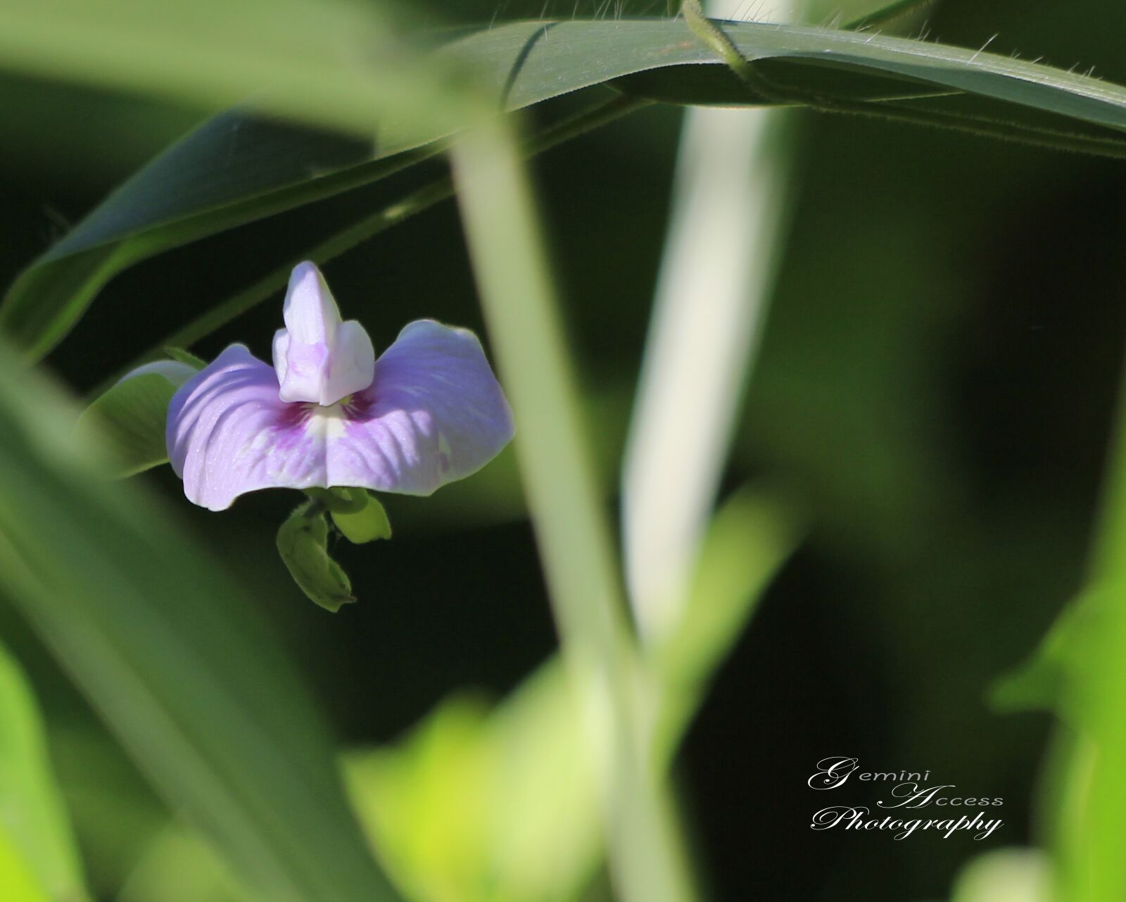 Canon EOS 60D + Canon EF 70-300 F4-5.6 IS II USM sample photo. Flower, forest, nature photography