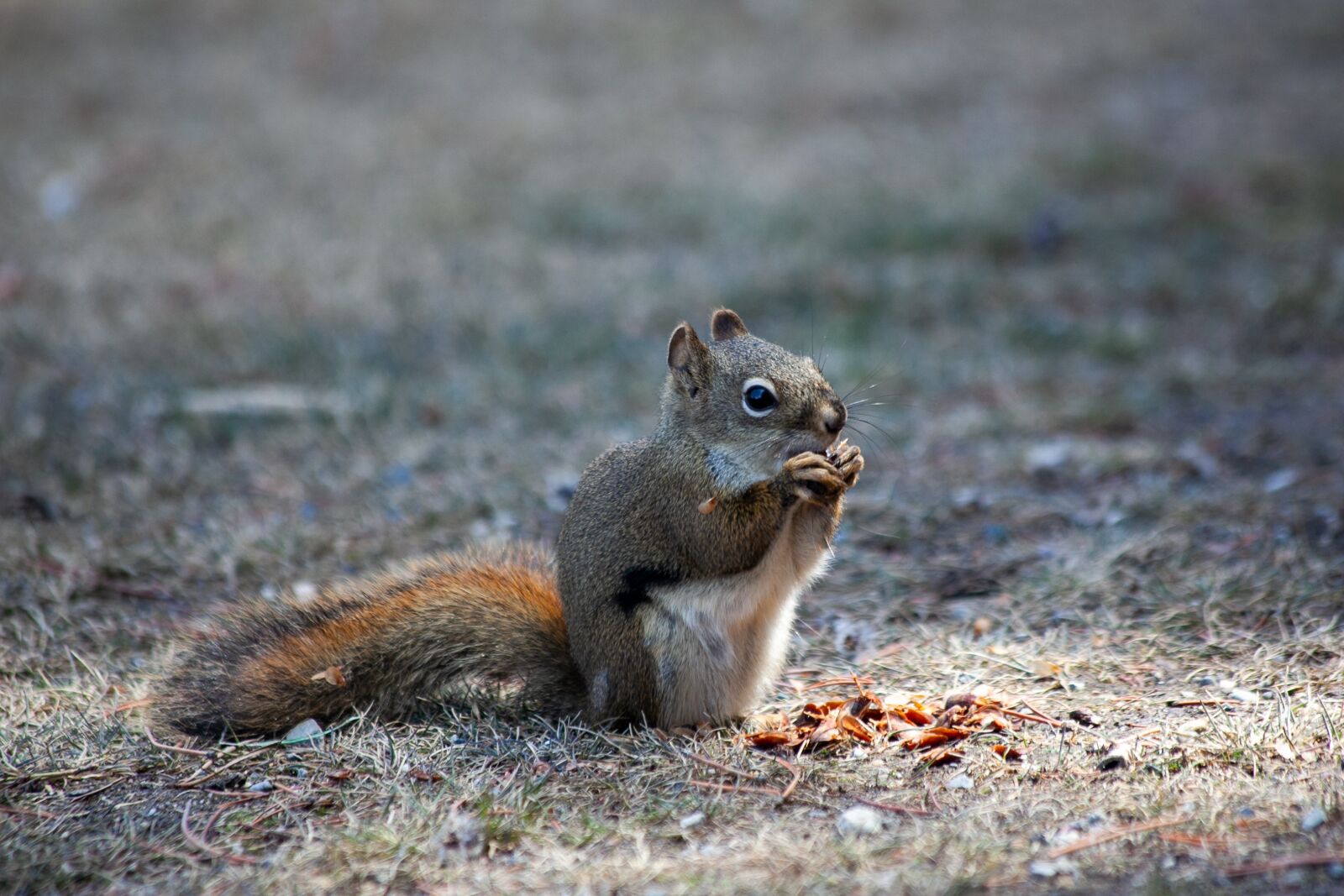 Canon EOS 5D Mark II + Canon EF 70-300mm F4-5.6 IS USM sample photo. Fox squirrel, squirrel, gnaw photography