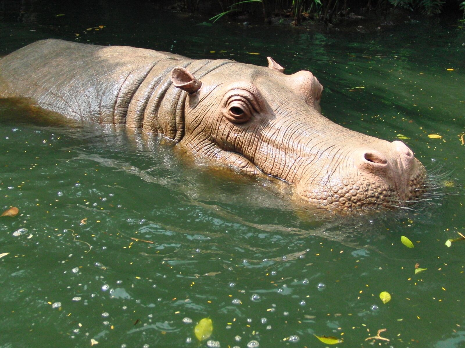 CASIO EX-FC100 sample photo. Hippo, hippo in water photography