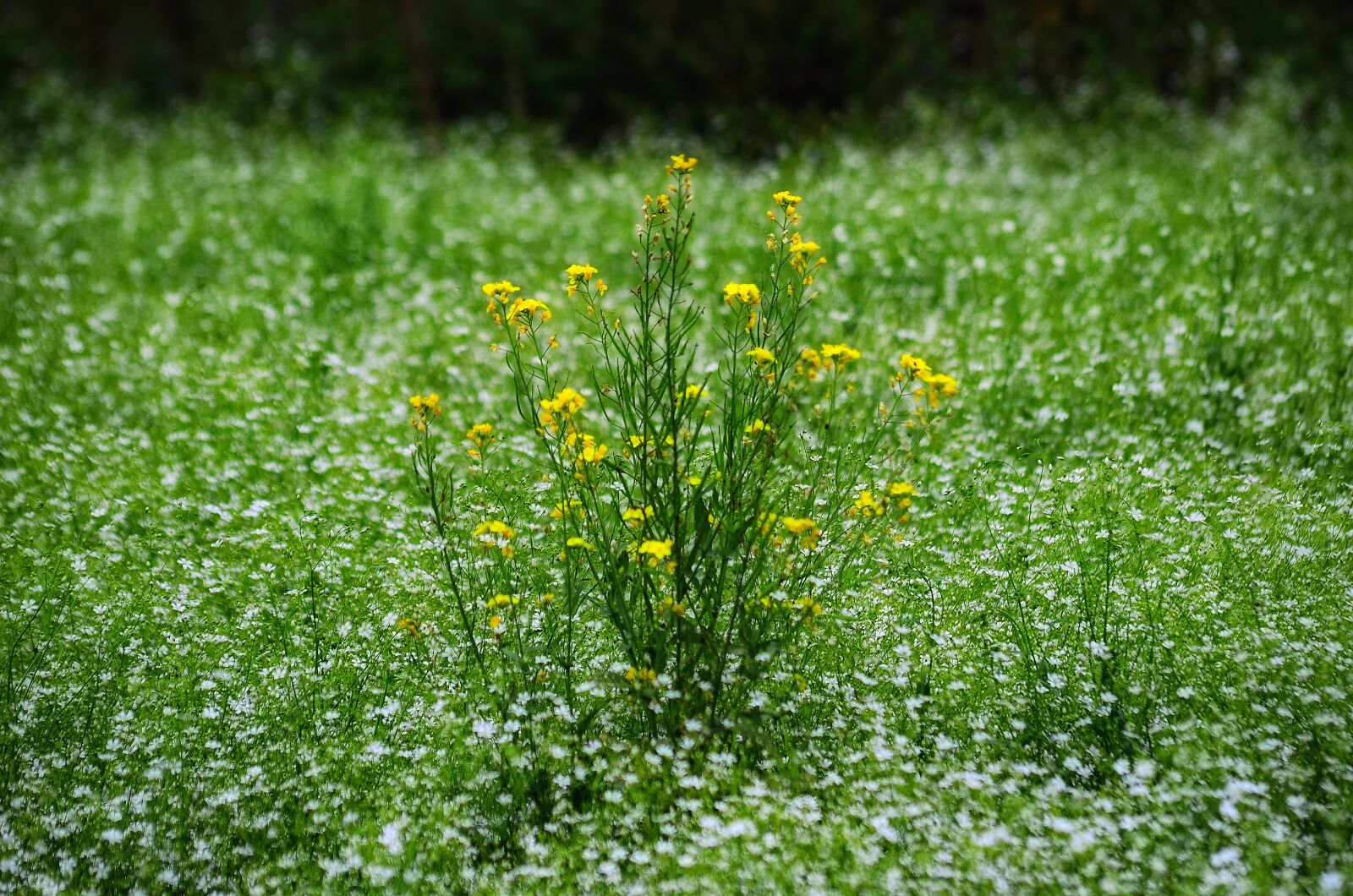 Nikon D5100 sample photo. White, flower, garden photography