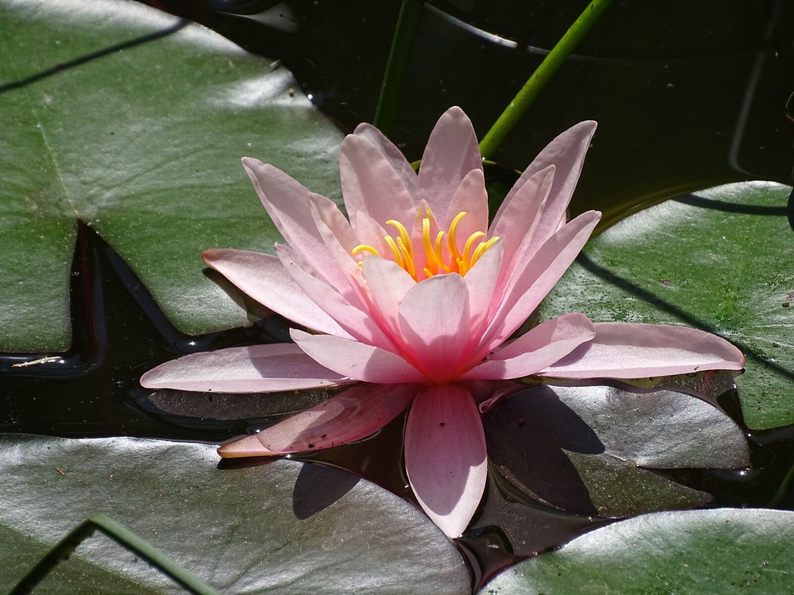 Sony Cyber-shot DSC-HX400V sample photo. Lake rose, aquatic, nature photography