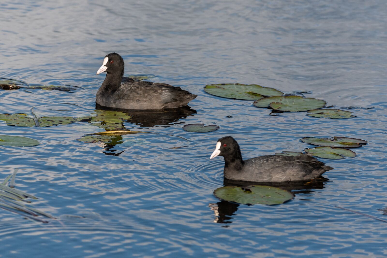 Nikon D750 sample photo. Birds, water, coots photography