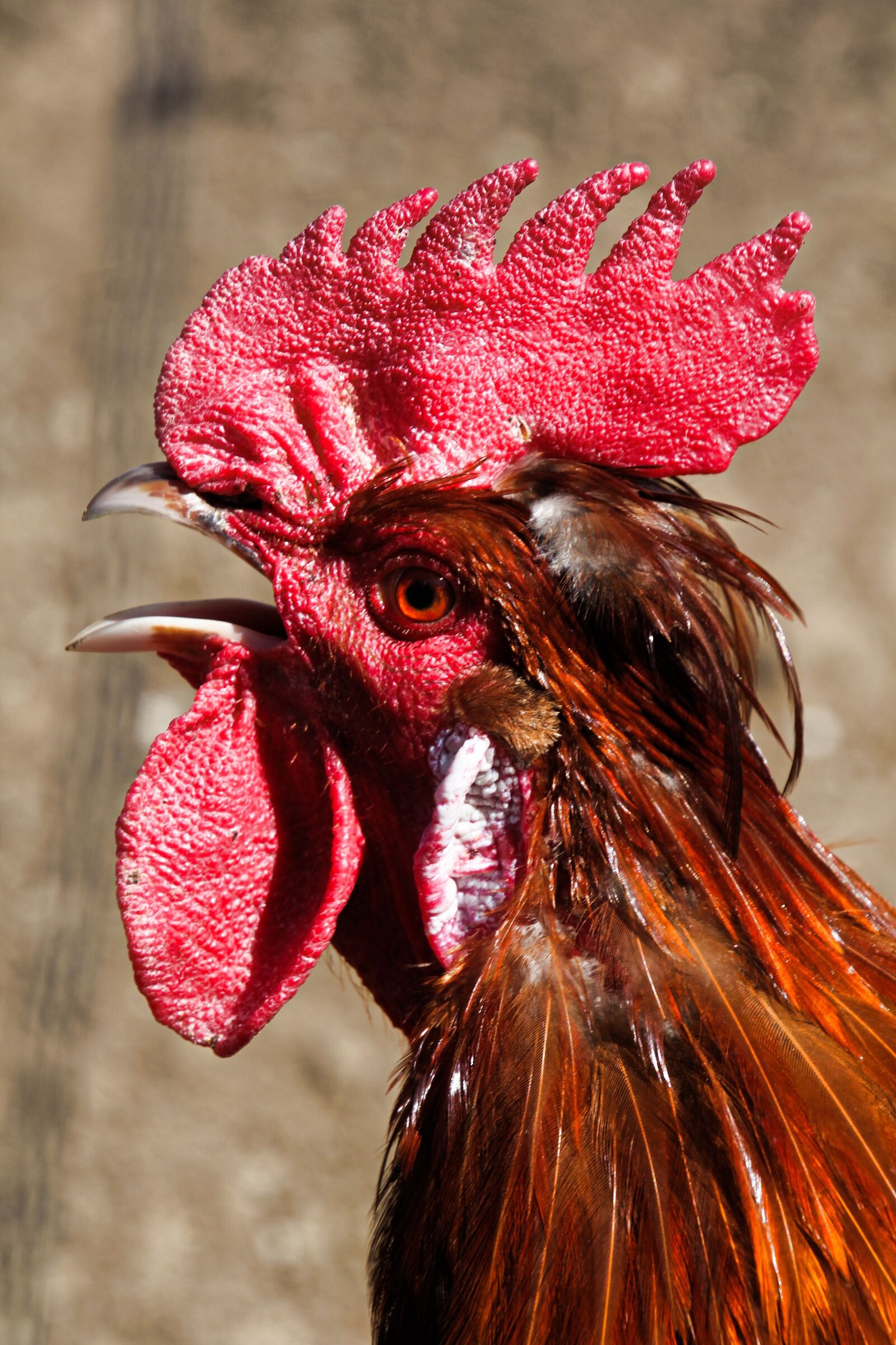 Canon EOS 60D sample photo. Hahn, cockscomb, poultry photography
