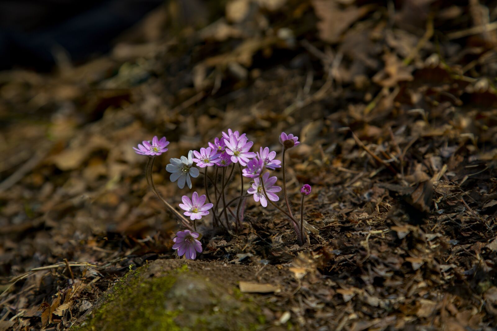 Canon EF 24-105mm F4L IS USM sample photo. Hepatica, wildflower, spring flowers photography