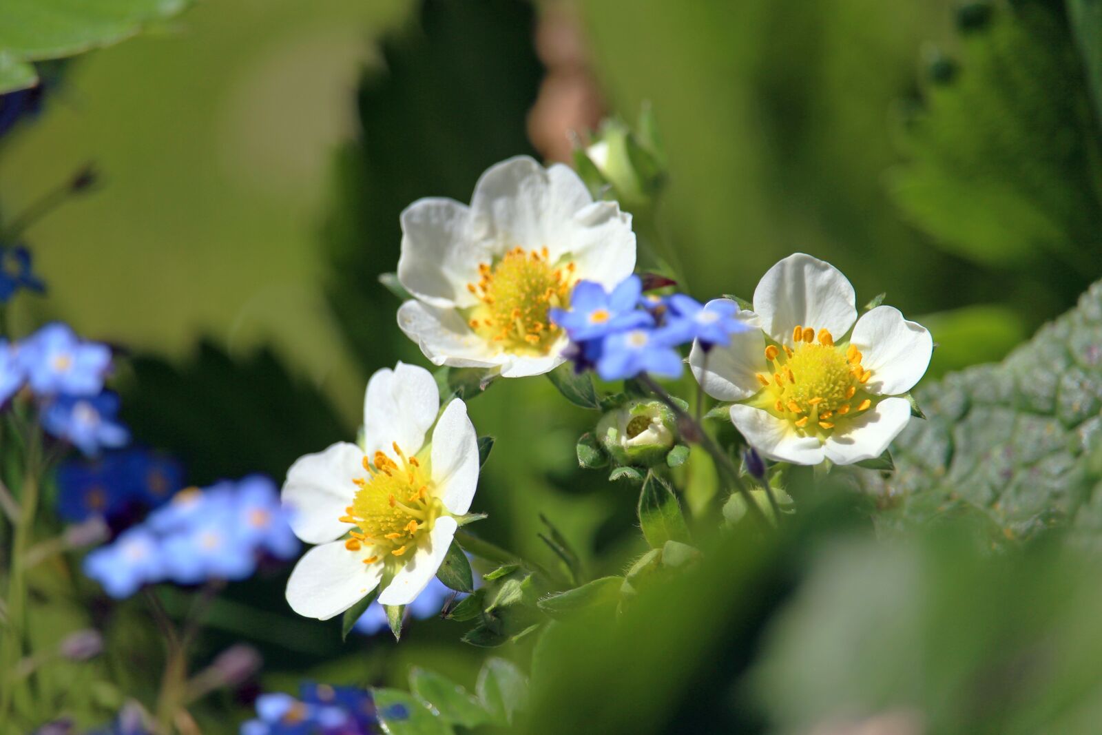 Canon EOS 700D (EOS Rebel T5i / EOS Kiss X7i) sample photo. Strawberry flower, strawberries, garden photography