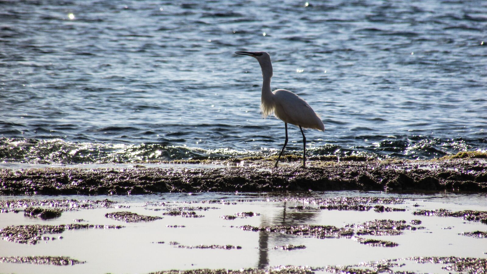 Canon PowerShot SX400 IS sample photo. Heron, bird, animal photography