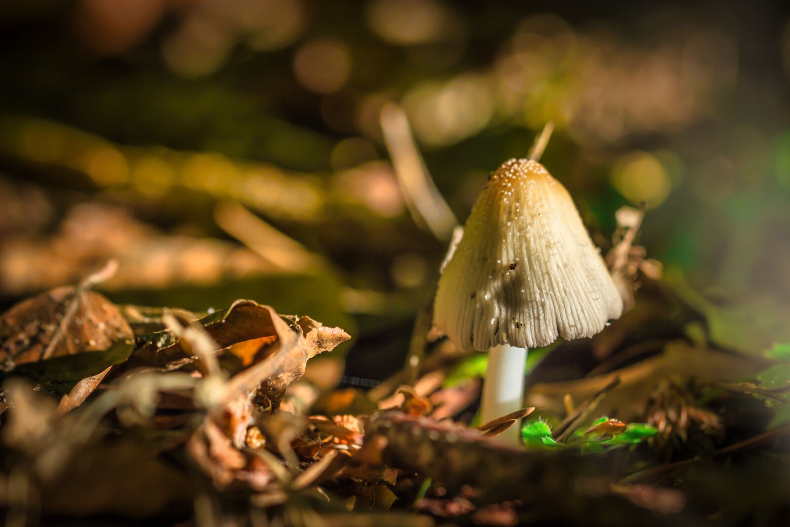 Canon EOS 600D (Rebel EOS T3i / EOS Kiss X5) sample photo. Mushroom, forest, macro photography