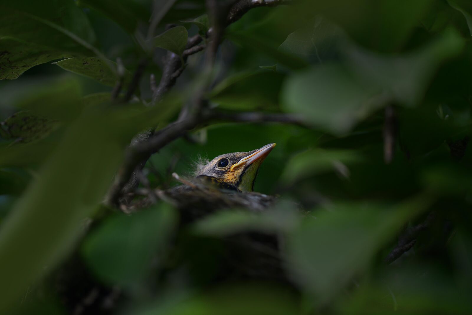 Nikon D800E sample photo. Bird, nest, birdnest photography