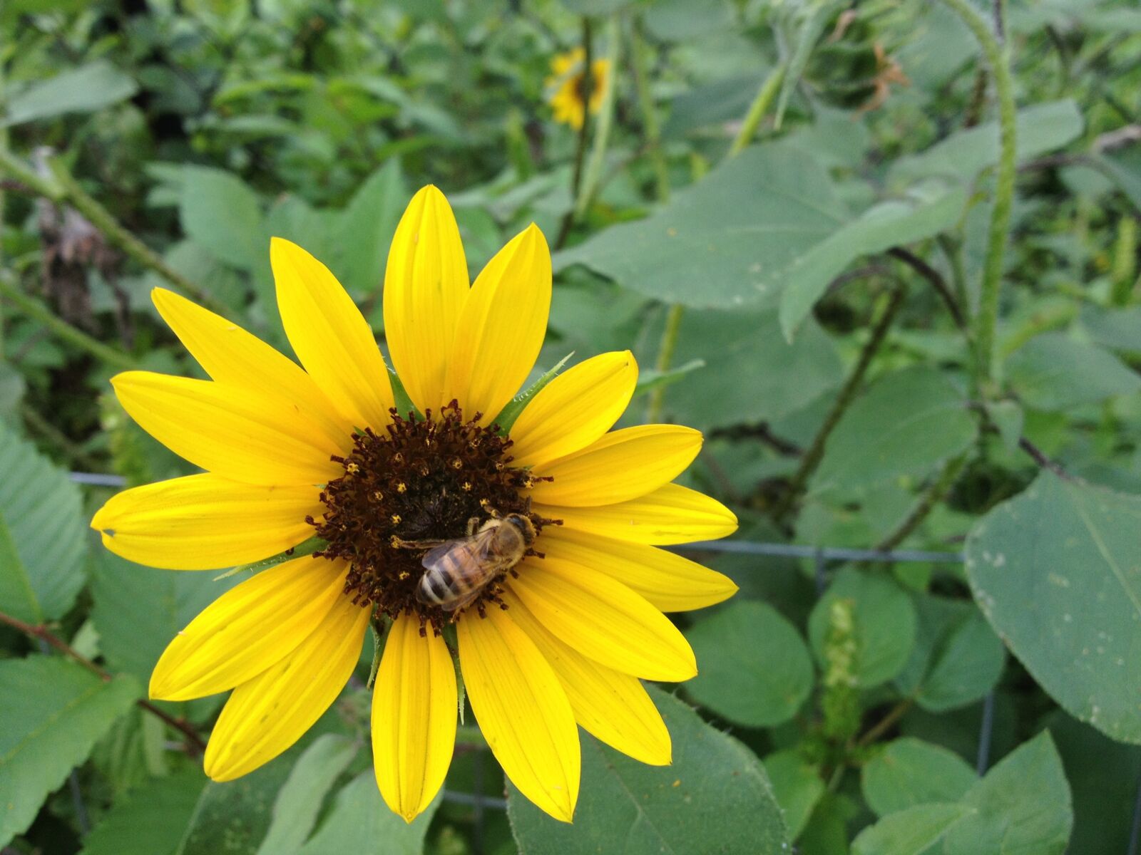 iPhone 4S back camera 4.28mm f/2.4 sample photo. Flower, insect, nature photography