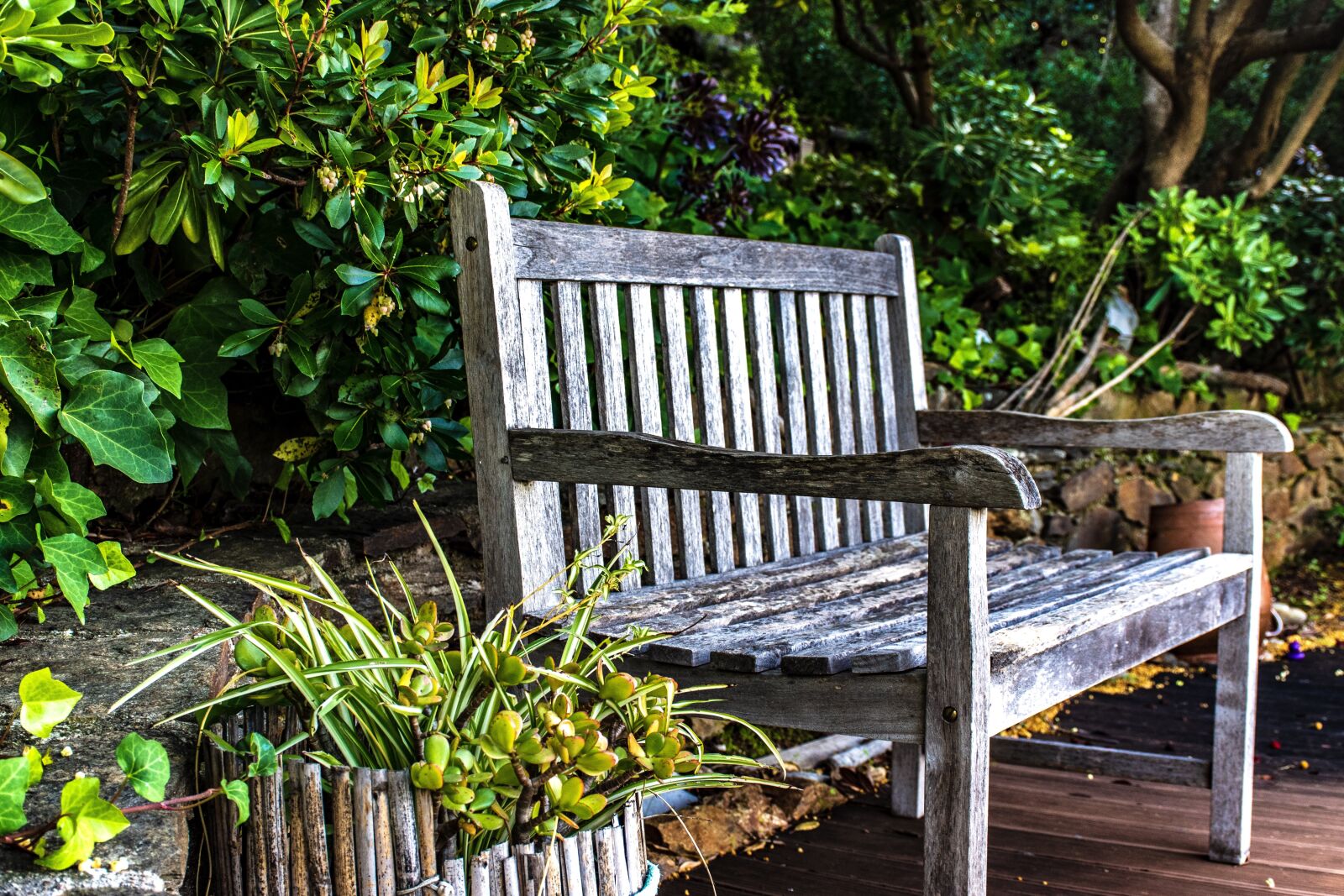 Nikon D5600 sample photo. Garden, bench, greenery photography