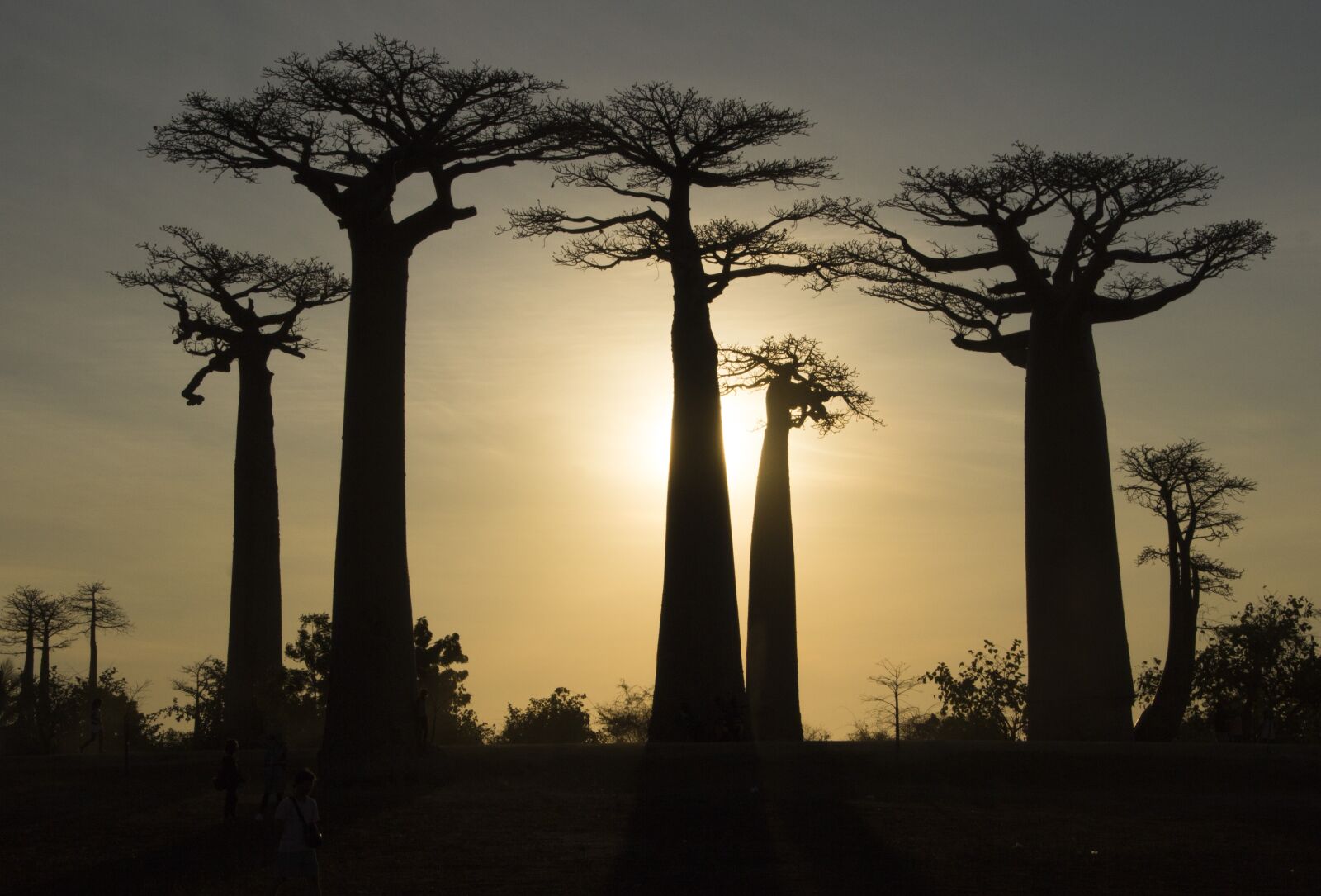 Canon EOS 600D (Rebel EOS T3i / EOS Kiss X5) sample photo. Madagascar, baobabs, tree photography